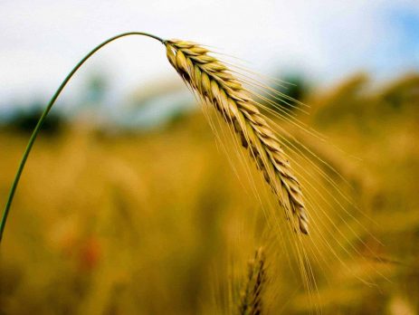 An ear of wheat in a field