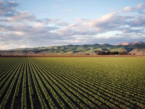 Neat green crops with hills in the background
