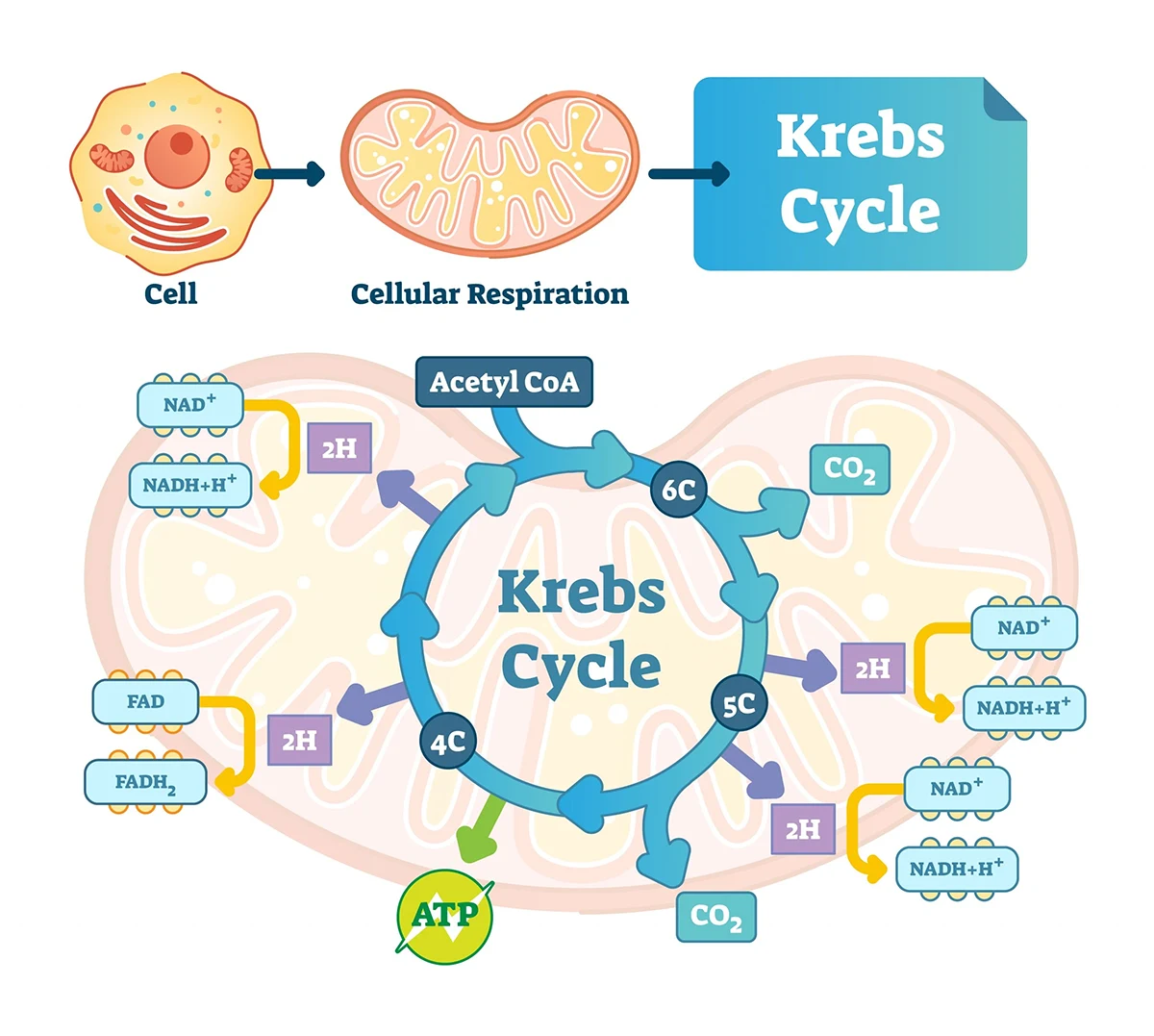 A graphic showing the Krebs Cycle