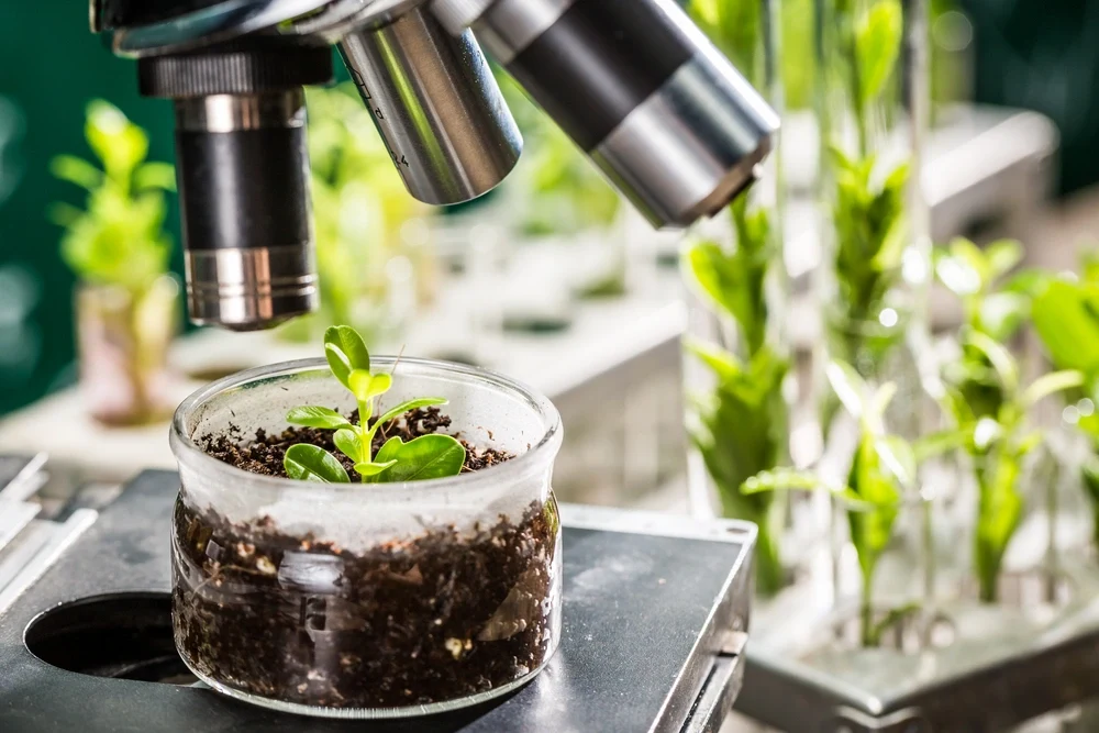 A seedling under a microscope