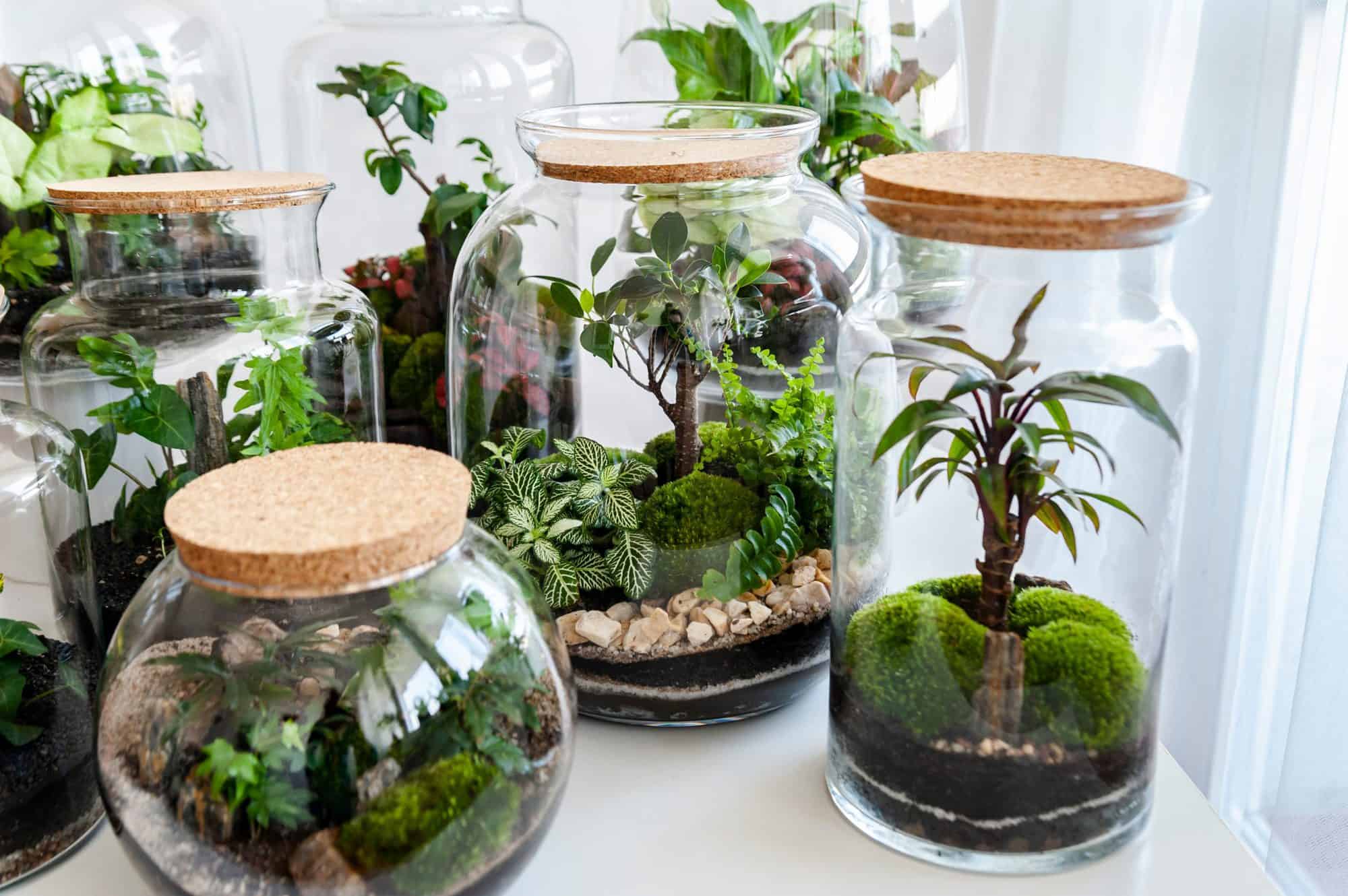 Various glass terrariums