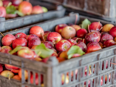Box of fresh apples