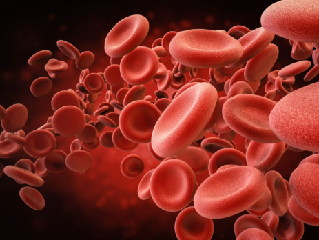 3D rendering of blood cells