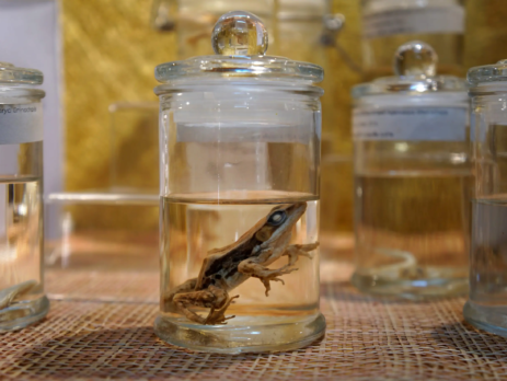 Frog preserved in formaldehyde in a glass jar