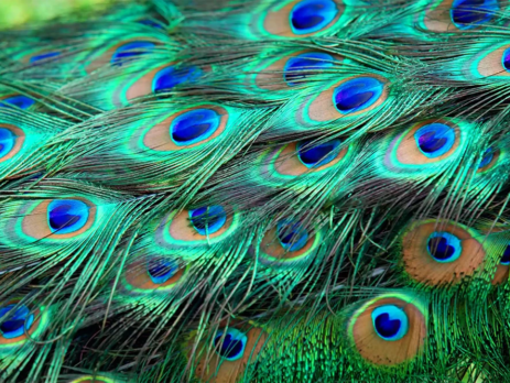 Close up of colourful peacock feathers