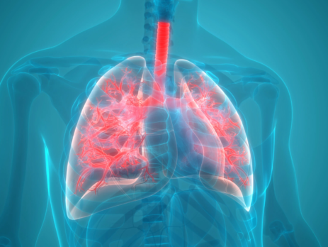 3d render of the respiratory system