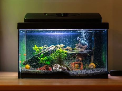 Small aquarium in a home - fish keepers buy distilled water to use in fish tanks
