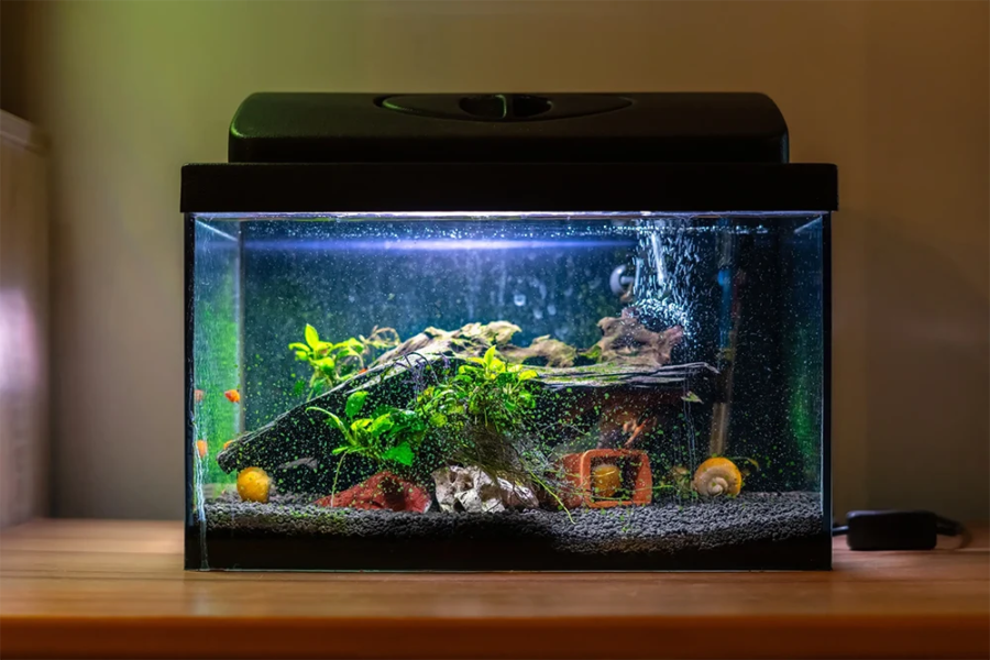 Small aquarium in a home - fish keepers buy distilled water to use in fish tanks