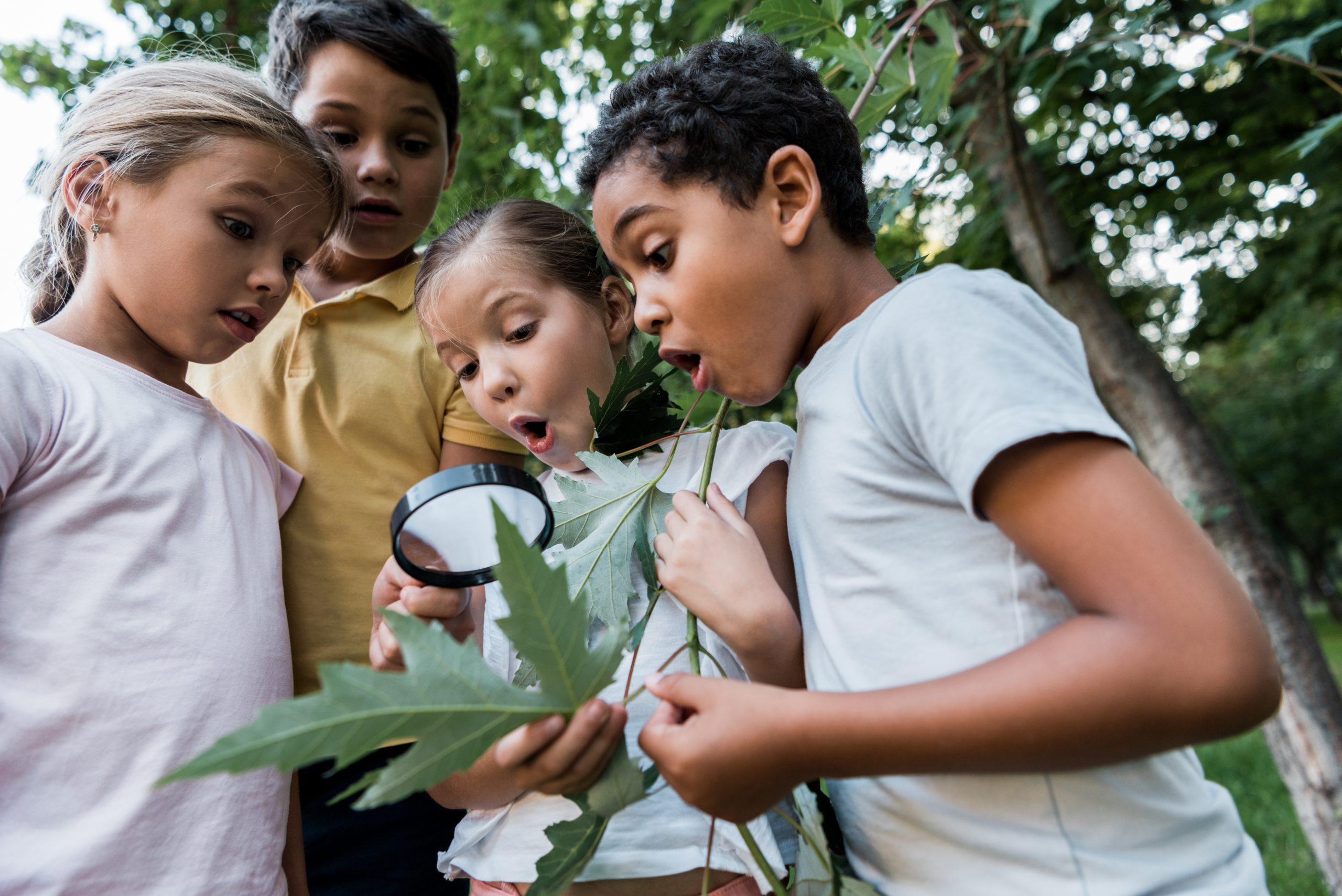 Children studying leaf during an outdoor science experimment